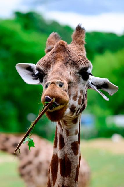A giraffe chews on a branch in its enclosure at the Berlin Tierpark zoo in Berlin on June 5, 2026. (Photo by Tobias SCHWARZ / AFP)