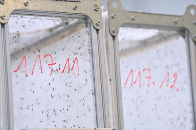 A photo shows rearing of tiger mosquitoes at the Terratis company facilities in Montpellier, southern France, on June 5, 2026. The Terratis startup located in Montpellier produces sterile male tiger mosquitoes which, once released, mate with females and lay unfertilized eggs, as part of an effort to limit the proliferation of the species that carries several diseases. (Photo by Sylvain THOMAS / AFP)