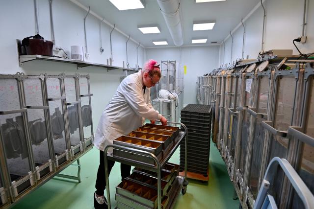 An employee of the Terratis  company works in a facility to breed sterile male tiger mosquitoes in Montpellier, southern France, on June 5, 2026. The Terratis startup located in Montpellier produces sterile male tiger mosquitoes which, once released, mate with females and lay unfertilized eggs, as part of an effort to limit the proliferation of the species that carries several diseases. (Photo by Sylvain THOMAS / AFP)