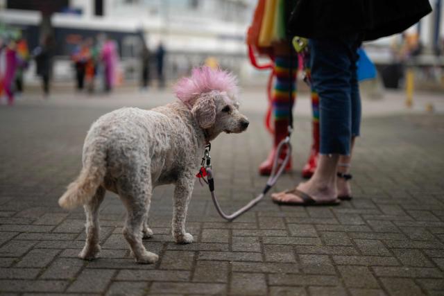 A dog with dyed pink fur on its head attends the Pride parade on the Promenade in Blackpool, north west England on June 6, 2026. (Photo by Oli SCARFF / AFP)