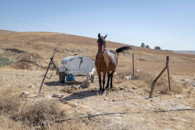 A horse stands at the Bedouin community of Tel Arad, that is being self demolished ahead of a date that was given to the residents by Israeli authorities in Negev desert, in southern Israel on June 7, 2026. (Photo by Ilia YEFIMOVICH / AFP)