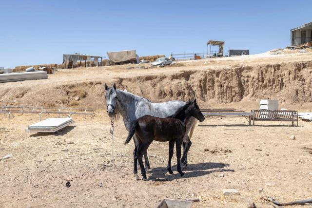 Horses stand at the Bedouin community of Tel Arad, that is being self demolished ahead of a date that was given to the residents by Israeli authorities in Negev desert, in southern Israel on June 7, 2026. (Photo by Ilia YEFIMOVICH / AFP)