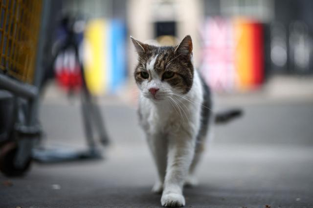'Larry the Cat' walks outside the entrance to 10 Downing Street ahead of a meeting between the leaders of Britain, France, Ukraine and Germany in central London on June 7, 2026. (Photo by Henry Nicholls / AFP)