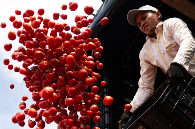 A man throws tomatoes from a basket during the 16th Tomato Fight Festival known as "Tomatina" in Sutamarchan, Boyaca department, Colombia on June 7, 2026. (Photo by ESTEBAN VEGA LA-ROTTA / AFP)