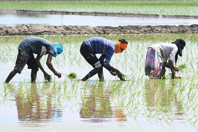 Farmers plant rice saplings in a waterlogged field on the outskirts of Amritsar on June 8, 2026. (Photo by Narinder NANU / AFP)