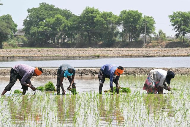 Farmers plant rice saplings in a waterlogged field on the outskirts of Amritsar on June 8, 2026. (Photo by Narinder NANU / AFP)