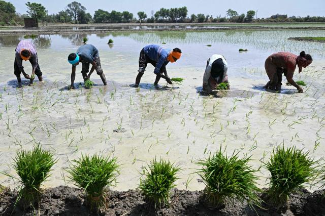 Farmers plant rice saplings in a waterlogged field on the outskirts of Amritsar on June 8, 2026. (Photo by Narinder NANU / AFP)