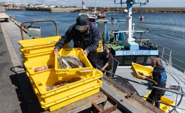 Fishermen unload the catch of the day at the port of Guilvinec, western France on June 8, 2026. (Photo by Fred TANNEAU / AFP)