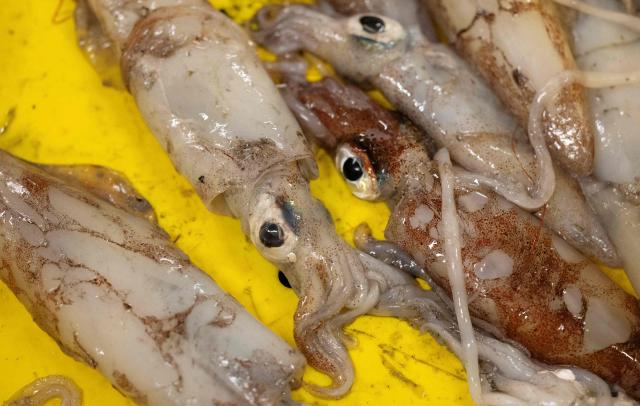 This photograph shows captured squids at the port of Guilvinec, western France on June 8, 2026. (Photo by Fred TANNEAU / AFP)