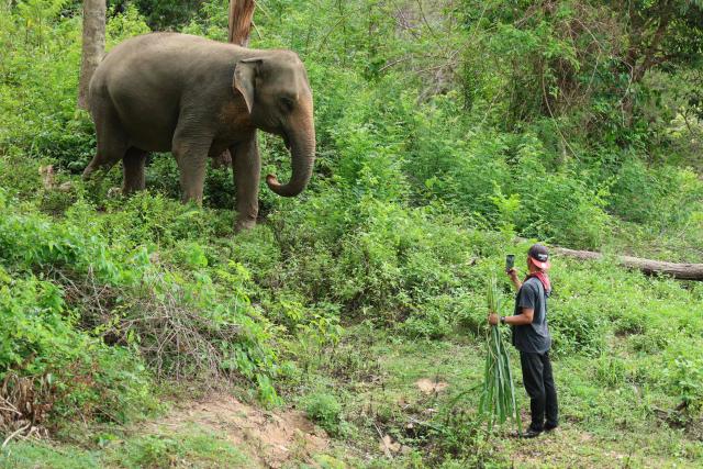This picture taken on June 1, 2026 shows a keeper taking a photo of the female elephant Somboon at Samui Elephant Haven on Koh Samui. (Photo by Sebastien Berger / AFP)