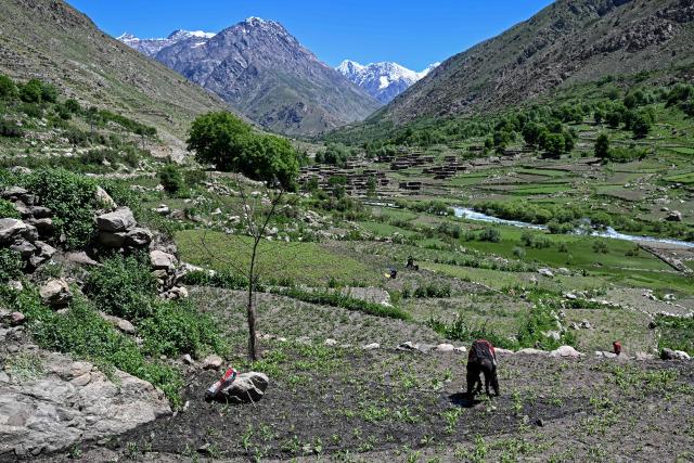 An Afghan woman works in a field in front of her house at Eshtiwi village in the Parun district of Afghanistan's Nuristan province on June 8, 2026. (Photo by Wakil KOHSAR / AFP)