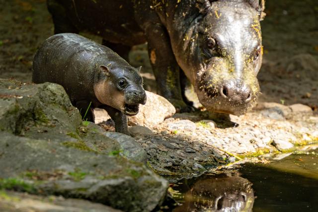 One month old pygmy hippopotamus Broetchen (Bun) (L) and her mummy Debbie’s are seen by the water in their enclosure Hippo Bay at the Zoologischer Garten zoo in Berlin on June 10, 2026. Born on May 9, 2026 'Broetchen' is the last addition to the pygmy hippopotamus family at the Zoo in the German capital. (Photo by Odd ANDERSEN / AFP)