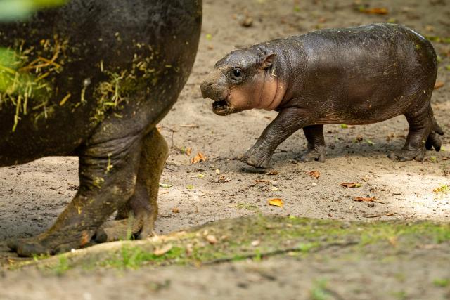 One month old pygmy hippopotamus Broetchen (Bun) (R) and her mummy Debbie are seen in their enclosure Hippo Bay at the Zoologischer Garten zoo in Berlin on June 10, 2026. Born on May 9, 2026 'Broetchen' is the last addition to the pygmy hippopotamus family at the Zoo in the German capital. (Photo by Odd ANDERSEN / AFP)