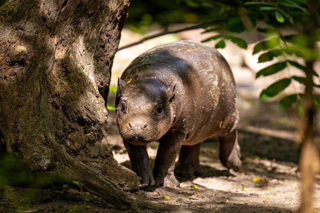 One month old pygmy hippopotamus Broetchen (Bun) walks in his enclosure Hippo Bay at the Zoologischer Garten zoo in Berlin on June 10, 2026. Born on May 9, 2026 'Broetchen' is the last addition to the pygmy hippopotamus family at the Zoo in the German capital. (Photo by Odd ANDERSEN / AFP)