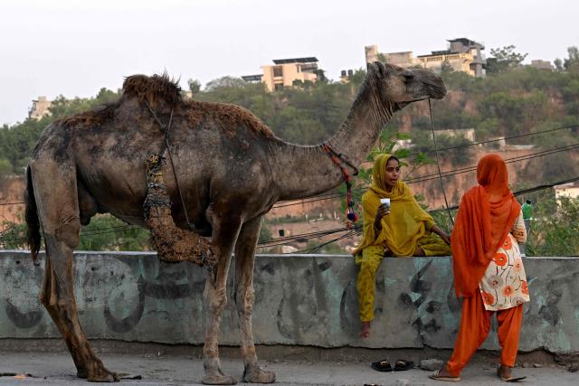 Woman selling camel milk wait for customers along a roadside in Rawalpindi on June 10, 2026. (Photo by Farooq NAEEM / AFP)