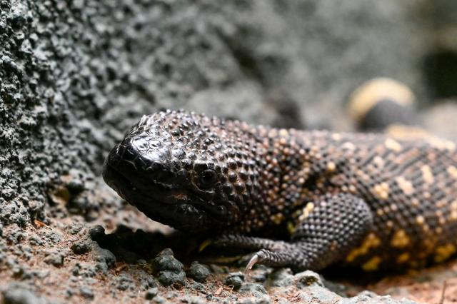 One of three offspring of Heloderma horridum charlesbogerti, an endemic lizard in danger of exitincion, is seen at Aurora Zoo in Guatemala City on June 10, 2026. It marks the second birth of this endangered species at the zoo, which runs a captive breeding programme. (Photo by Johan ORDONEZ / AFP)
