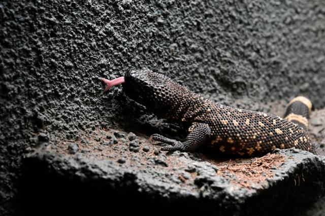 One of three offspring of Heloderma horridum charlesbogerti, an endemic lizard in danger of exitincion, is seen at Aurora Zoo in Guatemala City on June 10, 2026. It marks the second birth of this endangered species at the zoo, which runs a captive breeding programme. (Photo by Johan ORDONEZ / AFP)