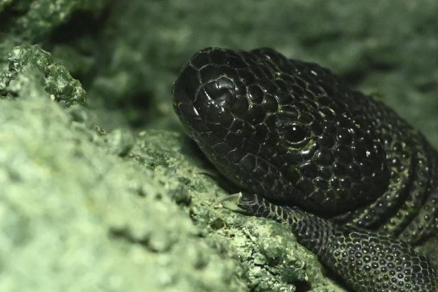 One of three offspring of Heloderma horridum charlesbogerti, an endemic lizard in danger of exitincion, is seen at Aurora Zoo in Guatemala City on June 10, 2026. It marks the second birth of this endangered species at the zoo, which runs a captive breeding programme. (Photo by Johan ORDONEZ / AFP)