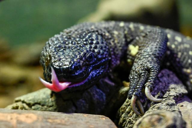 One of three offspring of Heloderma horridum charlesbogerti, an endemic lizard in danger of exitincion, is seen at Aurora Zoo in Guatemala City on June 10, 2026. It marks the second birth of this endangered species at the zoo, which runs a captive breeding programme. (Photo by Johan ORDONEZ / AFP)
