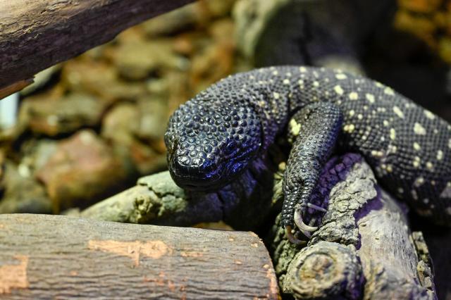 One of three offspring of Heloderma horridum charlesbogerti, an endemic lizard in danger of exitincion, is seen at Aurora Zoo in Guatemala City on June 10, 2026. It marks the second birth of this endangered species at the zoo, which runs a captive breeding programme. (Photo by Johan ORDONEZ / AFP)