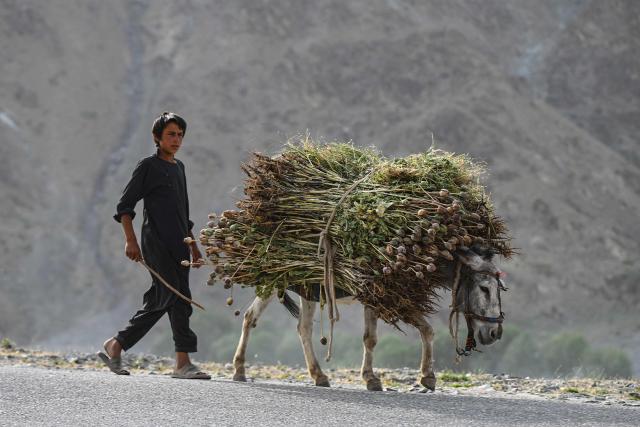 An Afghan boy leads his donkey carrying opium saps along a street in Argo district of Afghanistan's Badakhshan province on June 10, 2026. (Photo by OMER ABRAR / AFP)