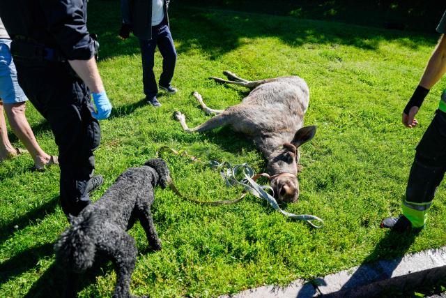 People and personell from the wildlife board mill around a dead moose that had strayed into Majorstuen,a inner city area in Oslo, Norway on, June 11, 2026. The animal was shot by the wildlife board in Skarpsnoparken on after a touring the upmarket part of the Norwegian capital. (Photo by Javad Parsa / NTB / AFP) / Norway OUT