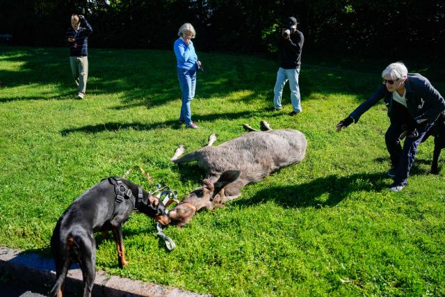 People and personell from the wildlife board mill around a dead moose that had strayed into Majorstuen,a inner city area in Oslo, Norway on, June 11, 2026. The animal was shot by the wildlife board in Skarpsnoparken on after a touring the upmarket part of the Norwegian capital. (Photo by Javad Parsa / NTB / AFP) / Norway OUT