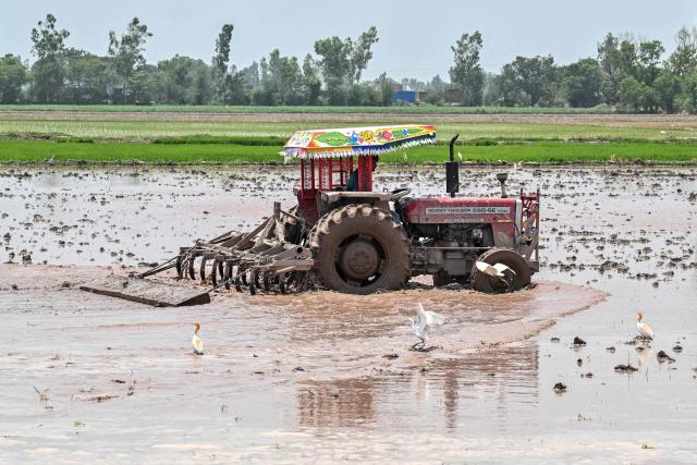 A farmer ploughs a field on the outskirts of Lahore on June 11, 2026. (Photo by Arif ALI / AFP)