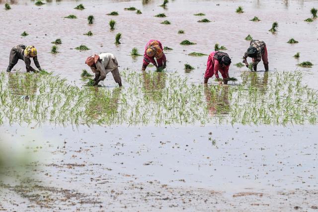 Farmers plant rice saplings at a field on the outskirts of Lahore on June 11, 2026. (Photo by Arif ALI / AFP)