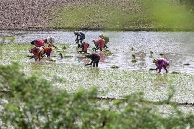 Farmers plant rice saplings at a field on the outskirts of Lahore on June 11, 2026. (Photo by Arif ALI / AFP)
