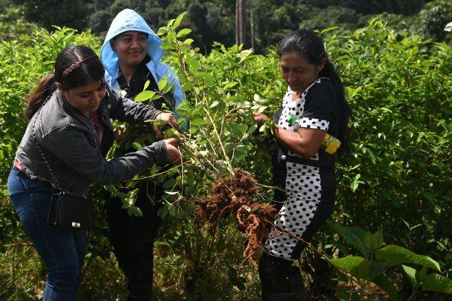Colombian farmers and police officers work to uproot coca plants during an eradication operation aimed at substituting illicit crop in the municipality of Villagarzon, Putumayo department, Colombia, on June 11, 2026. (Photo by Raul ARBOLEDA / AFP)