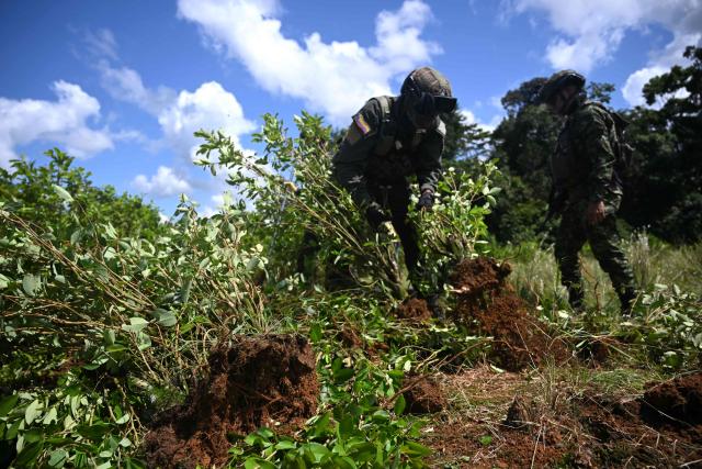 Colombian police officers work to uproot coca plants during an eradication operation aimed at substituting illicit crop in the municipality of Villagarzon, Putumayo department, Colombia, on June 11, 2026. (Photo by Raul ARBOLEDA / AFP)