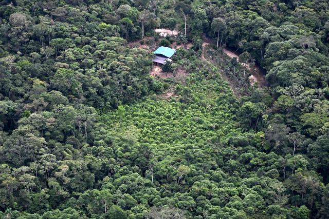 Aerial view showing coca plantations during an eradication operation aimed at substituting illicit crop in the municipality of Villagarzon, Putumayo department, Colombia, on June 11, 2026. (Photo by Raul ARBOLEDA / AFP)