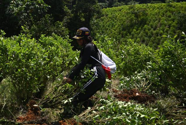 A Colombian farmer works to uproot coca plants during an eradication operation aimed at substituting illicit crop in the municipality of Villagarzon, Putumayo department, Colombia, on June 11, 2026. (Photo by Raul ARBOLEDA / AFP)