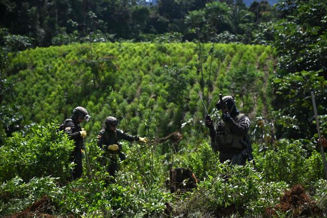 Colombian police officers work to uproot coca plants during an eradication operation aimed at substituting illicit crop in the municipality of Villagarzon, Putumayo department, Colombia, on June 11, 2026. (Photo by Raul ARBOLEDA / AFP)