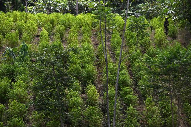 View of coca during an eradication operation aimed at substituting illicit crop in the municipality of Villagarzon, Putumayo department, Colombia, on June 11, 2026. (Photo by Raul ARBOLEDA / AFP)