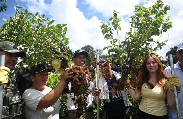 Colombian Defense Minister Pedro Sanchez (C) takes part in an eradication operation aimed at substituting illicit crop in the municipality of Villagarzon, Putumayo department, Colombia, on June 11, 2026. (Photo by Raul ARBOLEDA / AFP)