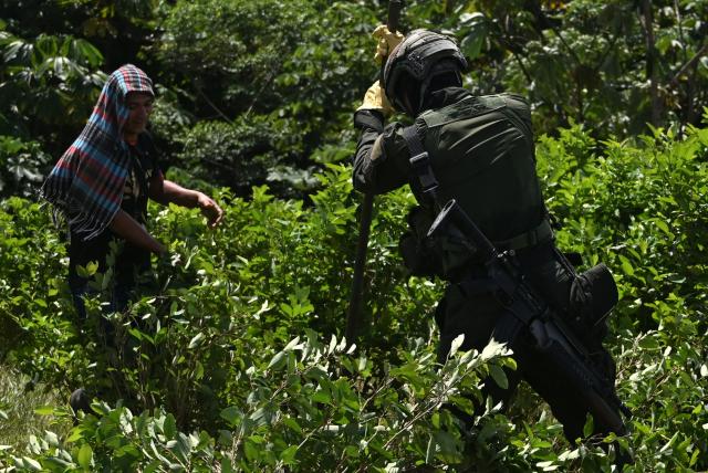 A Colombian farmer and a police officer work to uproot coca plants during an eradication operation aimed at substituting illicit crop in the municipality of Villagarzon, Putumayo department, Colombia, on June 11, 2026. (Photo by Raul ARBOLEDA / AFP)