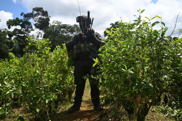 A Colombian police officer takes part an eradication operation aimed at substituting illicit crop in the municipality of Villagarzon, Putumayo department, Colombia, on June 11, 2026. (Photo by Raul ARBOLEDA / AFP)