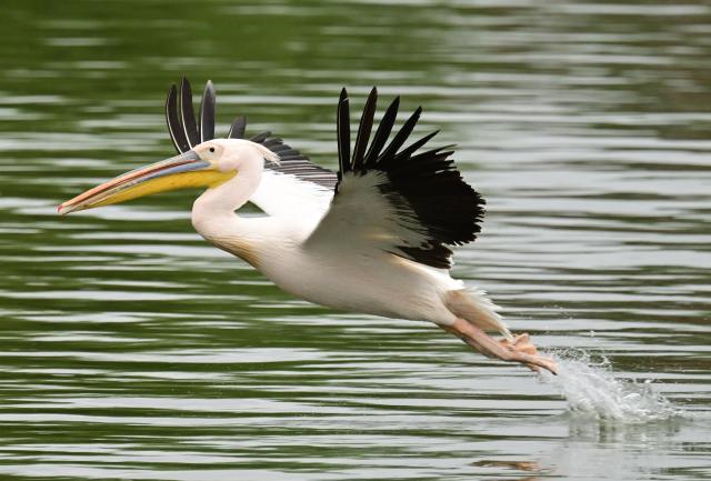 A pelican takes off from the water in Sulina city, Romania, on May 10, 2026. Many Romanians living near the border feel unprotected as dozens of airspace breaches were confirmed. They receive phone alerts about possible drone danger, usually during the night. In four years of war, as Russia bombed Ukrainian ports, Romanians living near the border got used to the sound of drones approaching, sometimes even crashing on national soil. NATO and the European Union are working on a possible "drone wall", with Romania, which shares a 650-km border with Ukraine, asking for capabilities from the middle of the continent to be moved on the eastern flank. (Photo by Daniel MIHAILESCU / AFP)