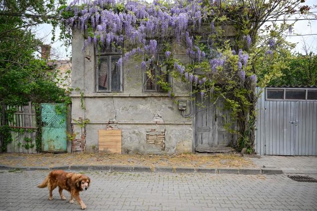 A dog walk by an abandoned house covered by boomed wysteria in Sulina city, Romania, on May 9, 2026. The vessel ran aground during a severe storm in December 2009 and has since become a landmark on the maritime border between Romania and Ukraine, highlighting the treacherous navigation conditions in the Danube Delta region. Many Romanians living near the border feel unprotected as dozens of airspace breaches were confirmed. They receive phone alerts about possible drone danger, usually during the night. In four years of war, as Russia bombed Ukrainian ports, Romanians living near the border got used to the sound of drones approaching, sometimes even crashing on national soil. NATO and the European Union are working on a possible "drone wall", with Romania, which shares a 650-km border with Ukraine, asking for capabilities from the middle of the continent to be moved on the eastern flank. (Photo by Daniel MIHAILESCU / AFP)
