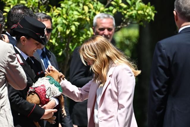 Italy's Prime Minister Giorgia Meloni (C) caresses the Carabinieri's mascot Briciola, as she waits for the arrival of South Korea's President Lee Jae Myung at Villa Doria Pamphili, in Rome on June 12, 2026. (Photo by Andreas SOLARO / AFP)
