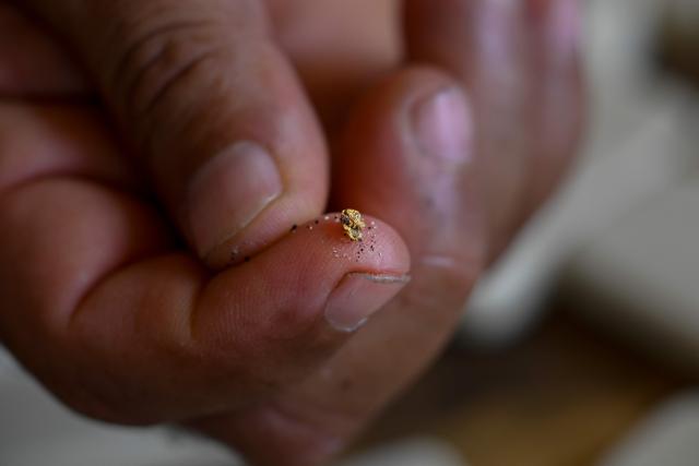 A man shows a small piece of gold extracted at an artisanal gold mine in Las Brisas de Cuyuni, near the town of Las Claritas in Bolivar state, Venezuela, on June 11, 2026. Venezuela, home to the world's largest oil reserves, also has deposits of gold, diamonds, bauxite, coltan and rare earths, but much of its mining areas — notably the 112,000 sq km Mining Arc located in remote regions far from major cities — is controlled by armed gangs or guerrilla groups. (Photo by Federico PARRA / AFP)
