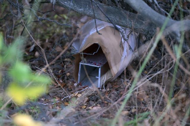 (FILES) View of a trap placed by scientists of the Malbran institute, members of the Health Minister of Argentine province of Tierra del Fuego and members of the National Park Administration, to collect mice near Ushuaia, Argentina on May 18, 2026. Scientists were unable to find in Argentina's Mendoza province (west) any specimens of the rodent that carries the Andes strain of hantavirus, as part of the investigation into the outbreak aboard the cruise ship MV Hondius, Argentina's Ministry of Health reported on June 12, 2026. (Photo by JUAN MABROMATA / AFP)