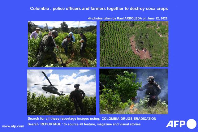 AFP presents a visual story of 45 photos by Raul Arboleda of Colombian farmers and police officers working to uproot coca plants during an eradication operation aimed at substituting illicit crop in the municipality of Villagarzon, Putumayo department, Colombia, on June 11, 2026. Search for all these reportage images using: COLOMBIA-DRUGS-ERADICATION

Search "REPORTAGE" to source all feature, magazine and visual story. (Photo by Raul ARBOLEDA / AFP)