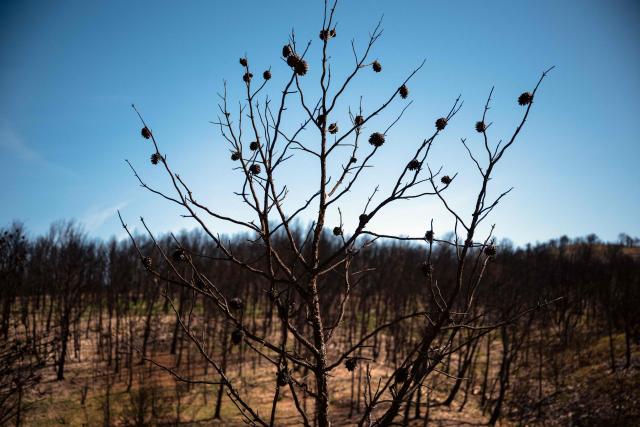(FILES) This photograph taken near the village of Jonquieres in southern France on April 16, 2026 shows areas devastated by a mega-fire that broke out in the Aude department in early August 2025. A trail race organized by three students from Narbonne, the "Trail des Cendres" (Ashes Trail), will take place on June 14, 2026, in Bages, in the Aude department to pay tribute to the area devastated by wildfires last summer. The area surrounding the village, south of Narbonne, was ravaged by the fire of July 7, 2025, which burned through more than 2,000 hectares of vegetation and whose scars are still visible almost a year later. (Photo by Lionel BONAVENTURE / AFP)