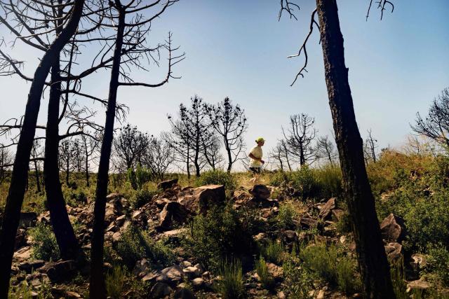A man runs through a burned forest during the so called "ash trail" in Bages, southwest France, on June 14, 2026. The trail, organised by three students from Narbonne and known as the ‘Trail des Cendres’, takes place to pay tribute to the area devastated by wildfires last summer. (Photo by Idriss Bigou-Gilles / AFP)