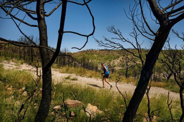 A man runs through a burned forest during the so called "ash trail" in Bages, southwest France, on June 14, 2026. The trail, organised by three students from Narbonne and known as the ‘Trail des Cendres’, takes place to pay tribute to the area devastated by wildfires last summer. (Photo by Idriss Bigou-Gilles / AFP)