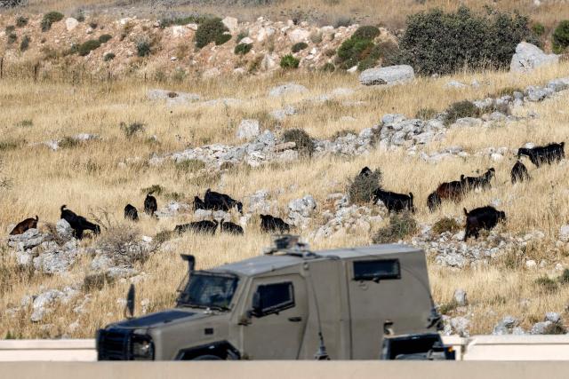 An Israeli military vehicle moves past sheep belonging to Israeli settlers east of the Palestinian village of Beitin, northeast of Ramallah in the occupied West Bank, on June 14, 2026. (Photo by Zain JAAFAR / AFP)