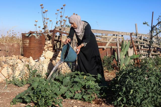 A Palestinian woman works at her home garden in the village of Beitin, northeast of Ramallah in the occupied West Bank, on June 14, 2026. (Photo by Zain JAAFAR / AFP)